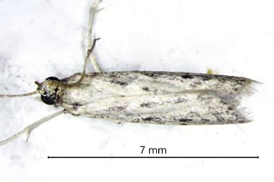 <i>Phycitodes inquinatella</i>