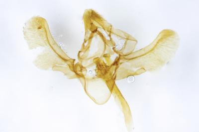 <i>Phycitodes inquinatella</i>