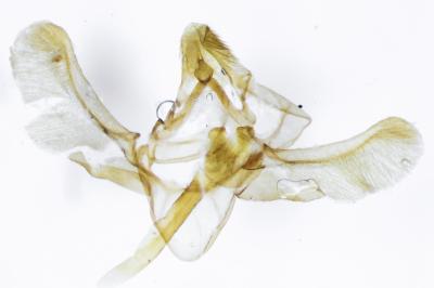 <i>Phycitodes inquinatella</i>