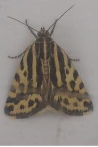 <i>Emmelia trabealis</i>