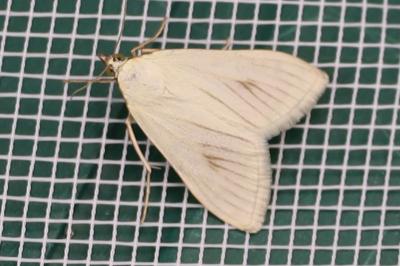 <i>Sitochroa palealis</i>