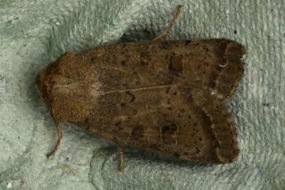 <i>Hoplodrina octogenaria</i>