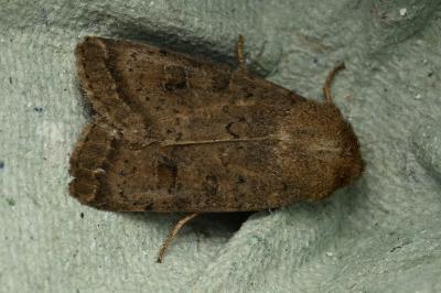 <i>Hoplodrina octogenaria</i>