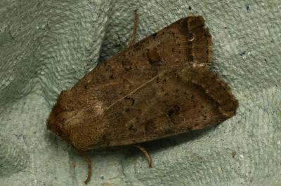 <i>Hoplodrina octogenaria</i>