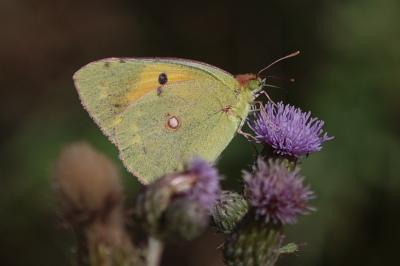 <i>Colias crocea</i>