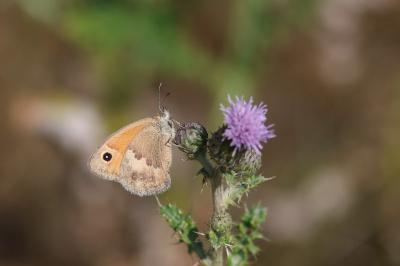 <i>Maniola jurtina</i>