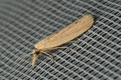 <i>Ematheudes punctella</i>