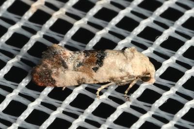 <i>Cochylis hybridella</i>