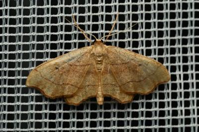 <i>Idaea emarginata</i>