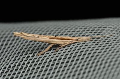 <i>Ypsolopha mucronella</i>