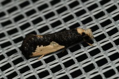 <i>Monopis monachella</i>