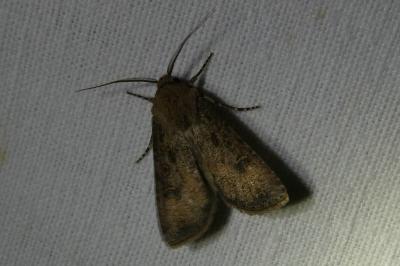 <i>Agrotis clavis</i>