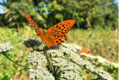 <i>Argynnis paphia</i>