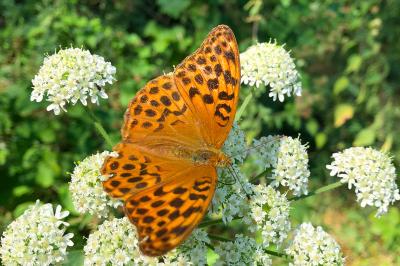 <i>Argynnis paphia</i>