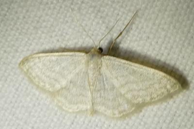 <i>Idaea subsericeata</i>