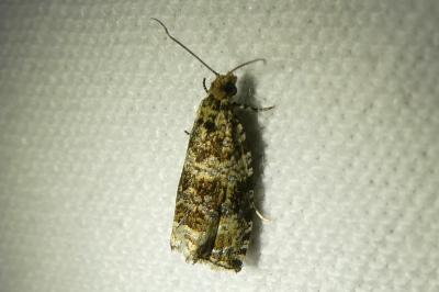 <i>Celypha lacunana</i>