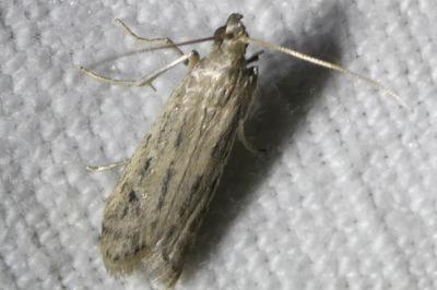 <i>Phycitodes</i>