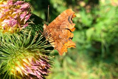<i>Polygonia c-album</i>