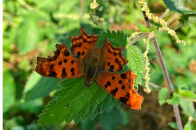 <i>Polygonia c-album</i>