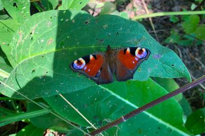 <i>Aglais io</i>