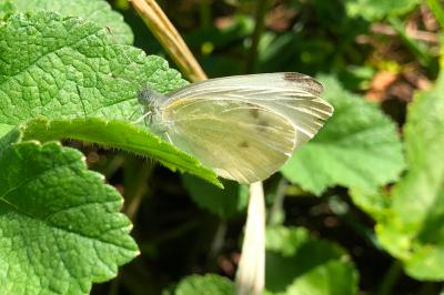 <i>Pieris rapae</i>