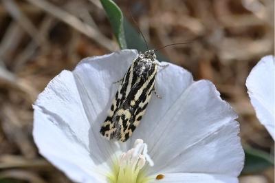 <i>Emmelia trabealis</i>