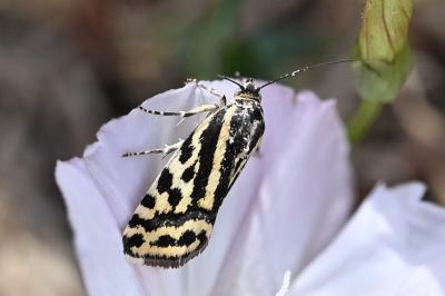 <i>Emmelia trabealis</i>