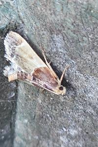 <i>Pyralis farinalis</i>