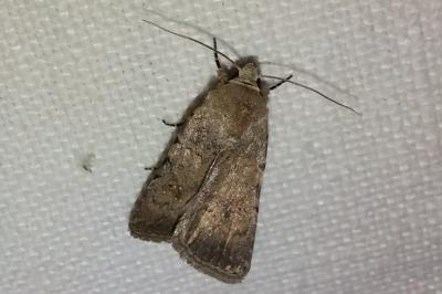 <i>Caradrina clavipalpis</i>