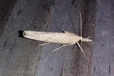 <i>Pediasia contaminella</i>