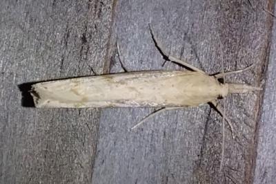 <i>Pediasia contaminella</i>