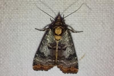 <i>Epilecta linogrisea</i>