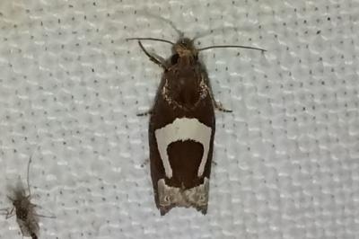 <i>Epiblema foenella</i>