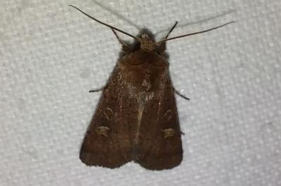 <i>Xestia xanthographa</i>