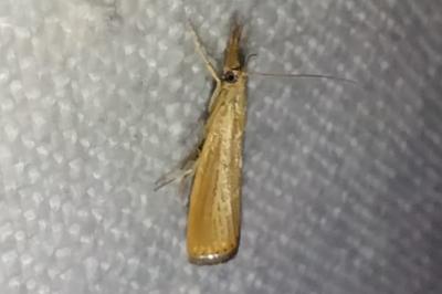 <i>Agriphila straminella</i>