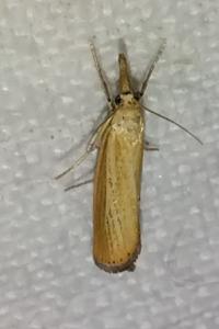 <i>Agriphila straminella</i>