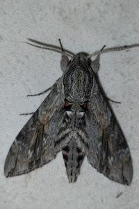 <i>Agrius convolvuli</i>