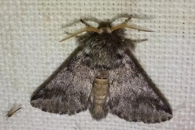 <i>Thaumetopoea processionea</i>