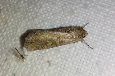 <i>Spodoptera exigua</i>