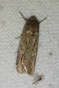 <i>Spodoptera exigua</i>