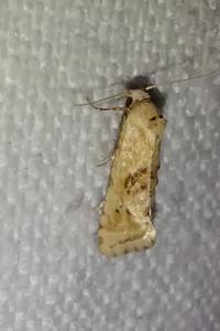 <i>Cochylimorpha straminea</i>