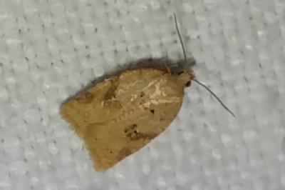 <i>Acleris ferrugana/notana</i>