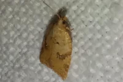 <i>Acleris ferrugana/notana</i>