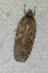 <i>Agonopterix</i>