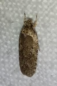 <i>Agonopterix</i>