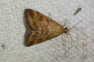 <i>Pyrausta despicata</i>
