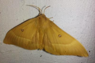 <i>Lasiocampa quercus</i>