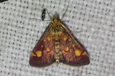 <i>Pyrausta aurata</i>