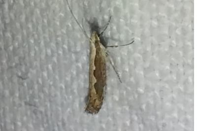 <i>Plutella xylostella</i>