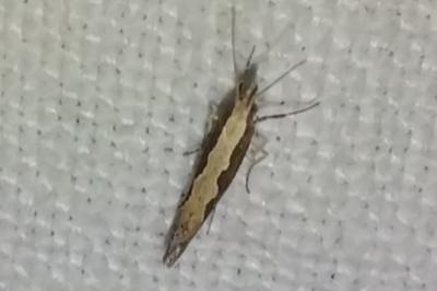 <i>Plutella xylostella</i>